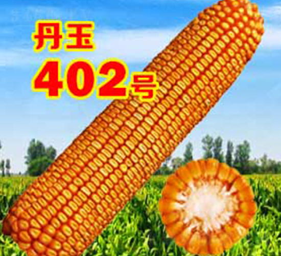 ����402̖-���׷N��-����N�I