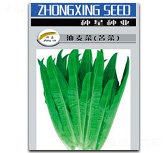 油麥菜種子-種星種業(yè)