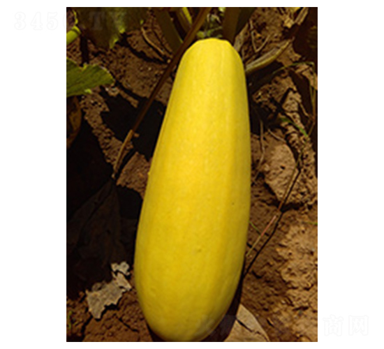 種星西葫蘆1號-西葫蘆種子-種星種業