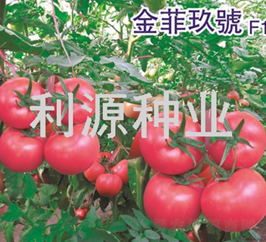 金菲玖號-番茄種子-利源種業