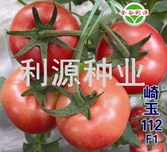 崎玉112-番茄種子-利源種業