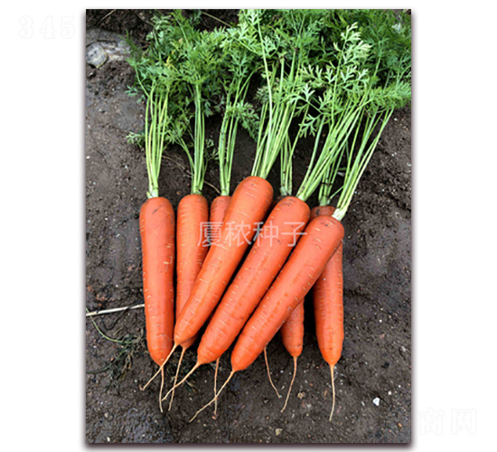 �B�t�ߴ�-���}���N��-�B���r(n��ng)�I(y��)