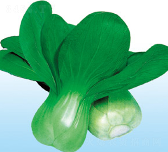 春秀-青菜種子-綠百旺