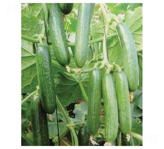 ��֮��-�S�ϷN��-������