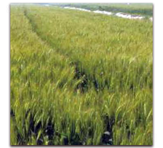 �P��20-С���N��-�����r