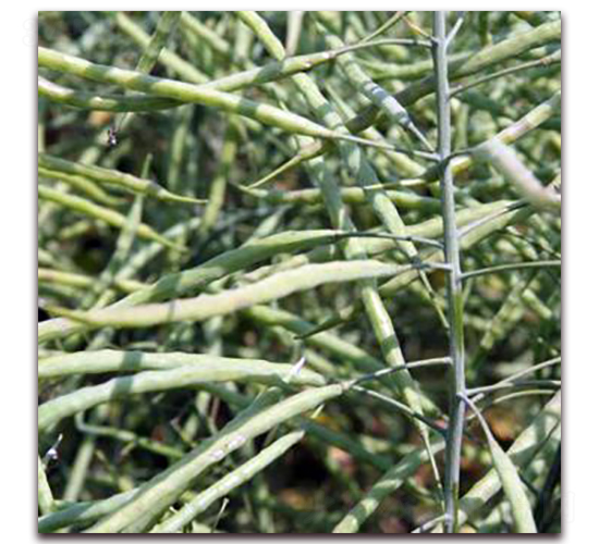 ���p11-�Ͳ˷N��-�����r