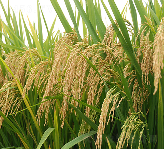 �A�マ71-ˮ���N��-�����r