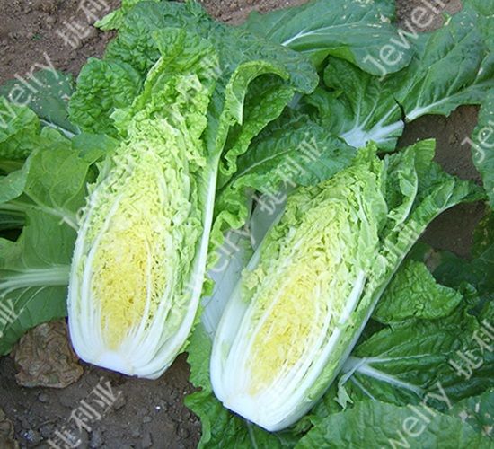 富娃娃2號-白菜種子-捷利亞