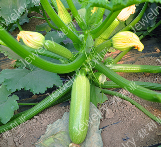 �ݾG132-�����J�N��-������