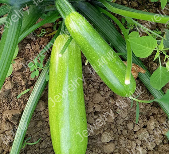 捷綠136-西葫蘆種子-捷利亞