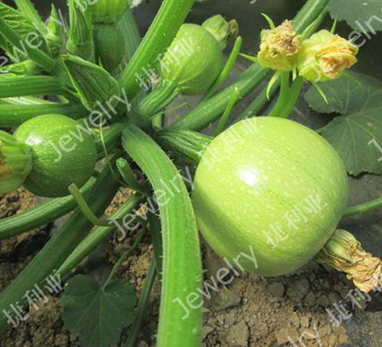 美珠141-西葫蘆種子-捷利亞