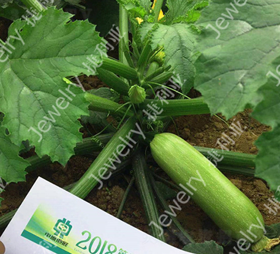 美葫216-西葫蘆種子-捷利亞