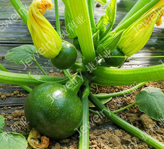 �G��1668-�����J�N��-������