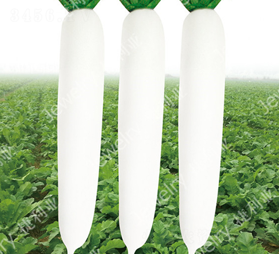 �����״�-�}���N��-������