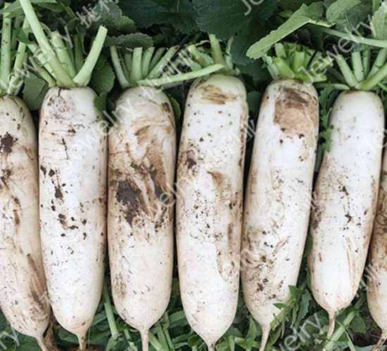 ������1512-�}���N��-������