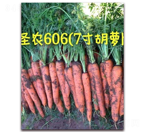 ʥ�r���}��606-���}���N��-ʥ�r�߿�