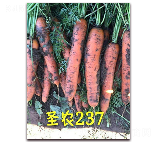 ʥ�r���}��237-���}���N��-ʥ�r�߿�