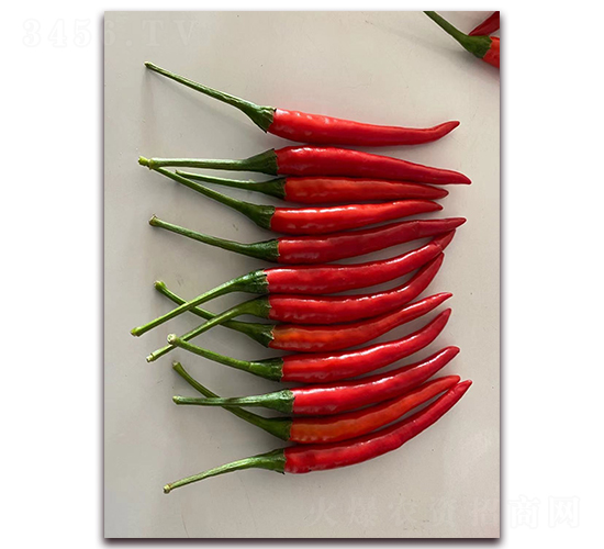 圣農紅寶石08朝天椒-朝天椒種子-圣農高科