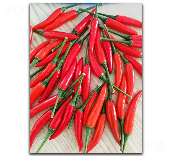 圣農(nóng)紅寶石04朝天椒-朝天椒種子-圣農(nóng)高科