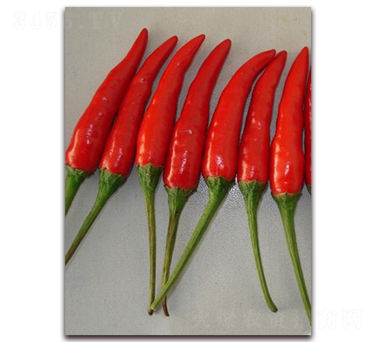 圣農紅寶石01朝天椒-朝天椒種子-圣農高科