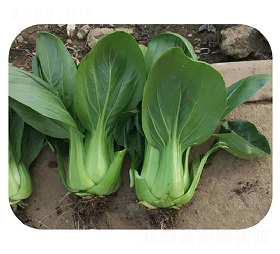 華綠-青梗菜種子-天瑞種子
