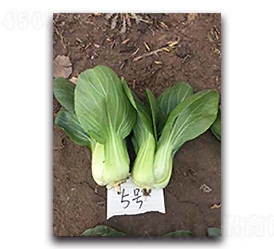 超越5號-青梗菜種子-天瑞種子
