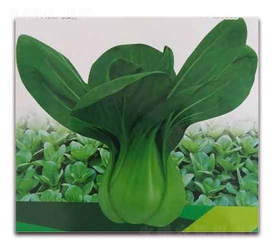 華鑫-青梗菜種子-天瑞種子