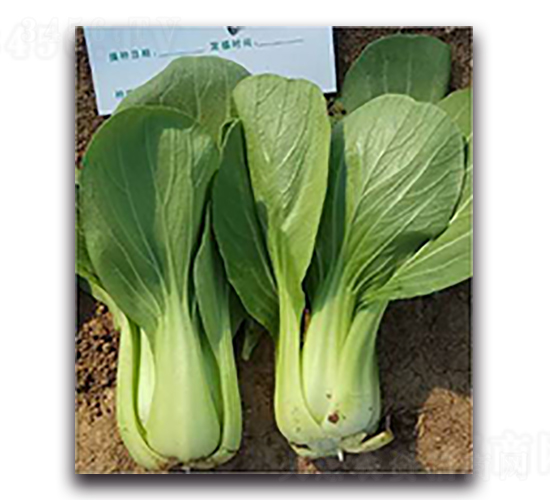 華瑞-青梗菜種子-天瑞種子