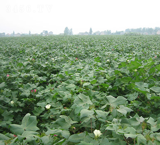 ����2̖-�޻��N��-���r���S