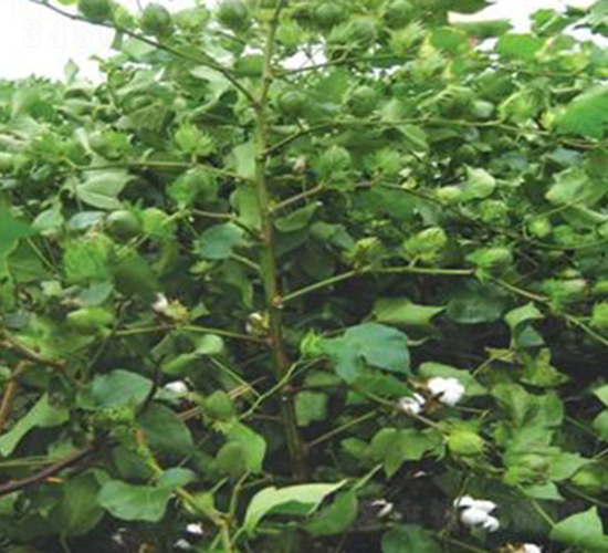 ����2̖-�޻��N��-���r���S