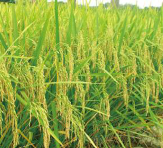 ���Ƀ�(y��u)1̖���s���i����-ˮ���N��-���r(n��ng)���S