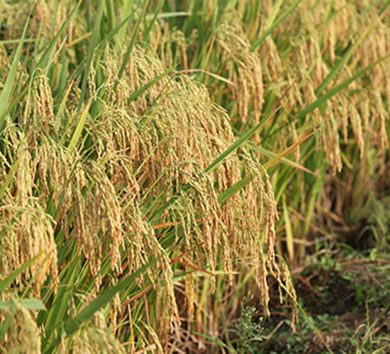 創兩優276-水稻種子-神農大豐