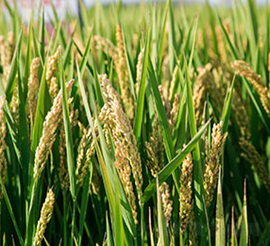 �S��3227-ˮ���N��-���r���S