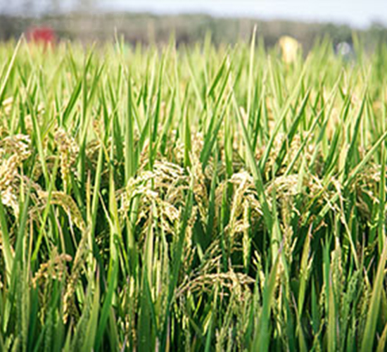 武運粳80-水稻種子-神農大豐