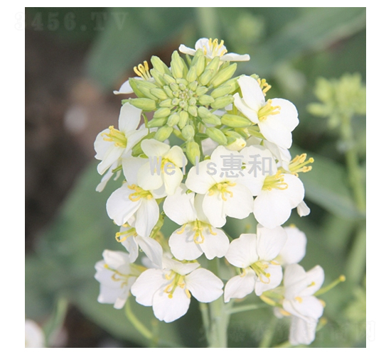 ����һ̖-�Ͳ˷N��-�ݺͷN�I