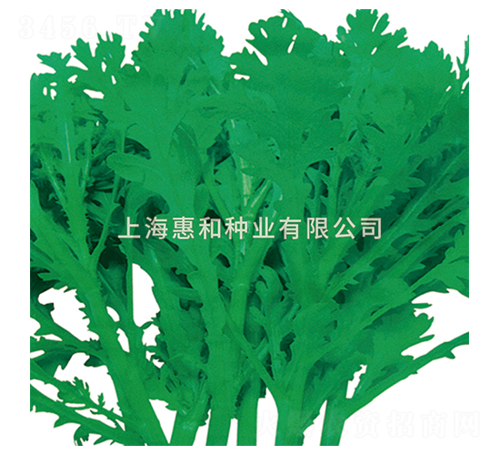 香菊三號-苦菊種子-惠和種業