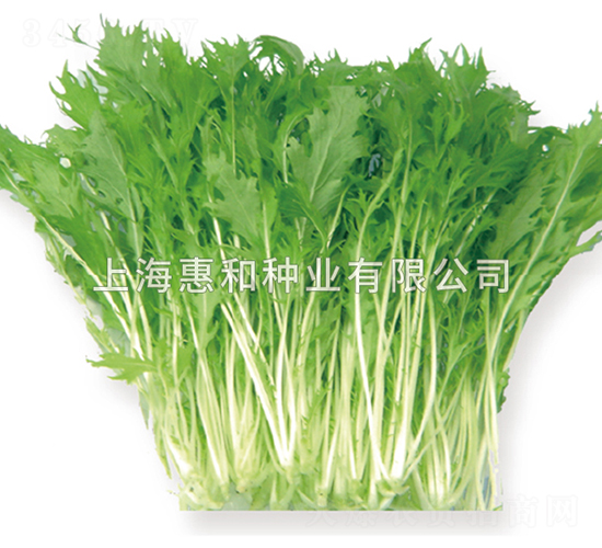 早生京水菜-水菜種子-惠和種業(yè)