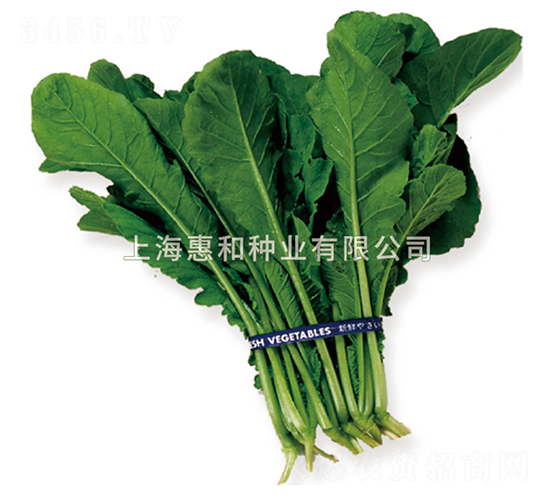 安藤早生-小松菜種子-惠和種業