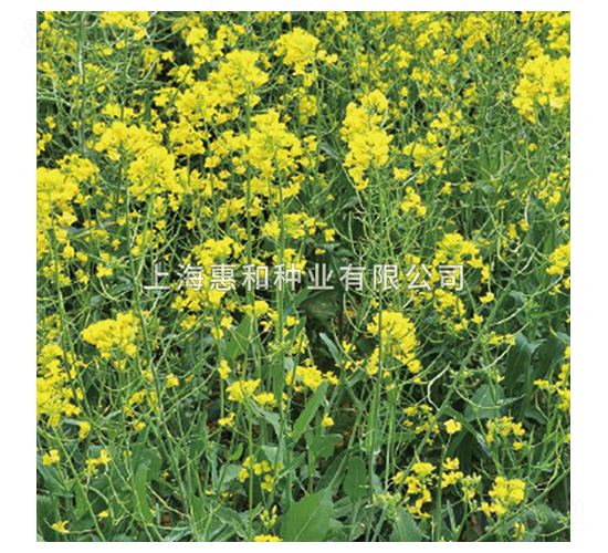 �G���Ͳ�-�Ͳ˷N��-�ݺͷN�I