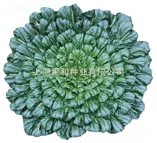 惠蓮-烏塌菜種子-惠和種業