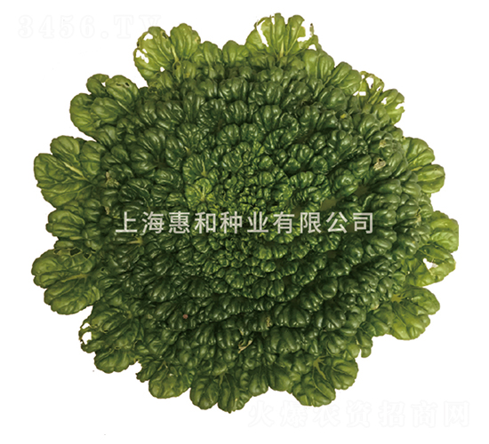 惠翠-烏塌菜種子-惠和種業(yè)