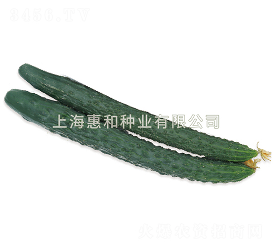 惠豐四號-黃瓜種子-惠和種業