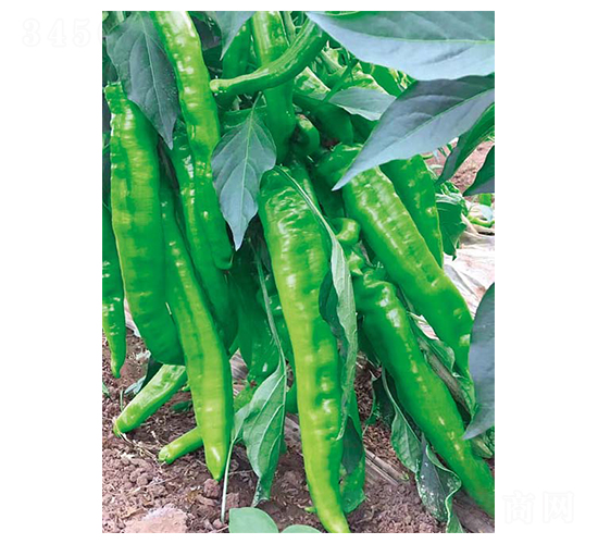 �|���L��-�����N��-�����r�I