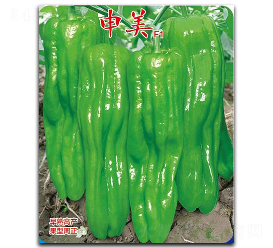 申美-辣椒種子-優美農業