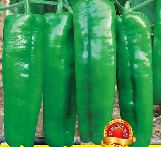 �n��8̖-�����N��-�����r�I