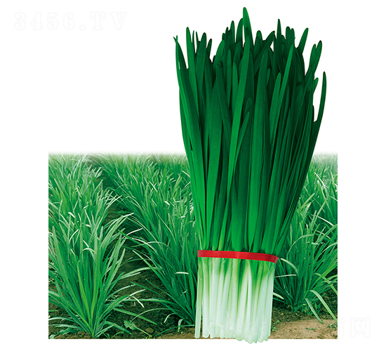 ����998-�²˷N��-ƽ�S�N�I