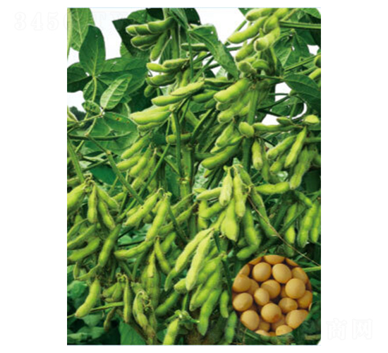 �����F�S29-�󶹷N��-���S�N�I