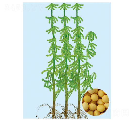 吉育96-大豆種子-大豐種業