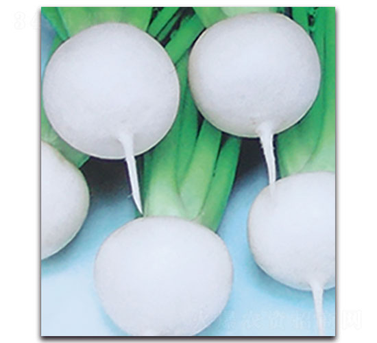 蕪菁-蘿卜種子-福仁德樂