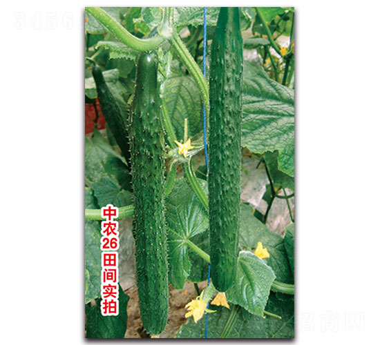 ���r26�S��-�S�ϷN��-���ʵ�